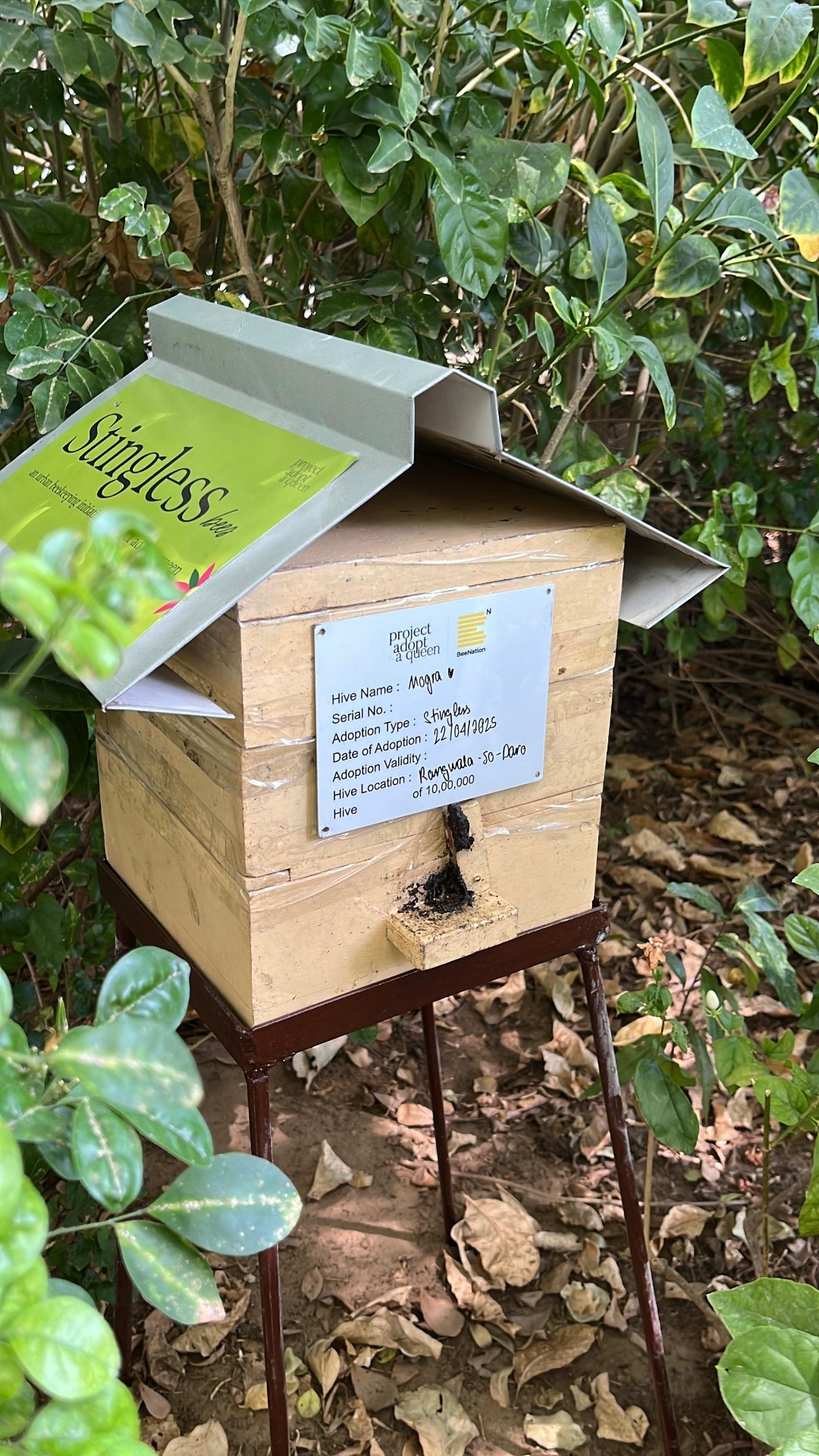 Stingless bee hive installation